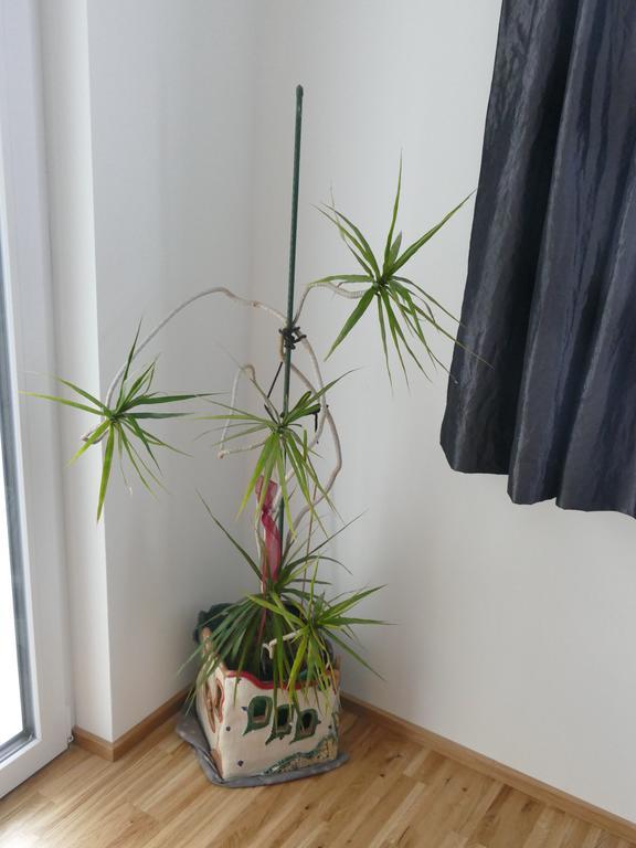 Chads City Apartment Mit Tiefgarage Free Parking Грац Экстерьер фото
